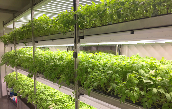 Container-type nursery in Qatar Image