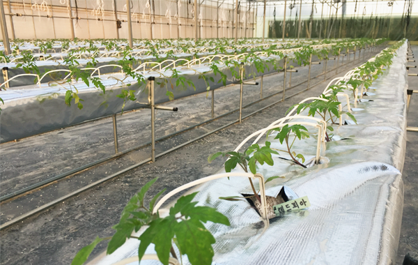 Greenhouse tomato cultivation in Qatar Image