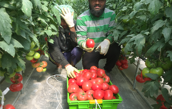 Greenhouse tomato cultivation in Qatar Image