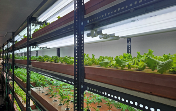 Crop cultivation facility for exhibition at 2023 Doha Expo Image